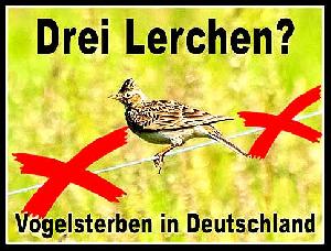 Lerchen-Sterben und Vogelsterben in Deutschland